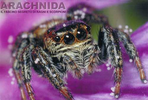 arachnida