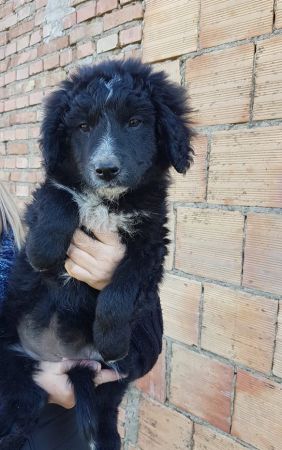 Cani Piccola Taglia In Regalo Calabria Regala Un Corso Di Cucina Milano