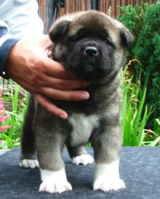 Akita Americano cucciolo