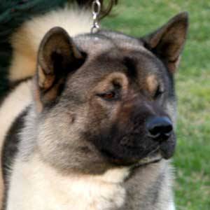 Akita Americano