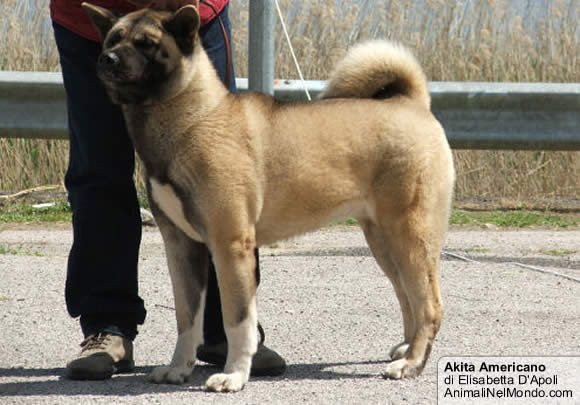 Akita Americano