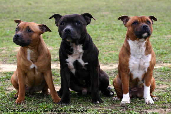 American Staffordshire Terrier