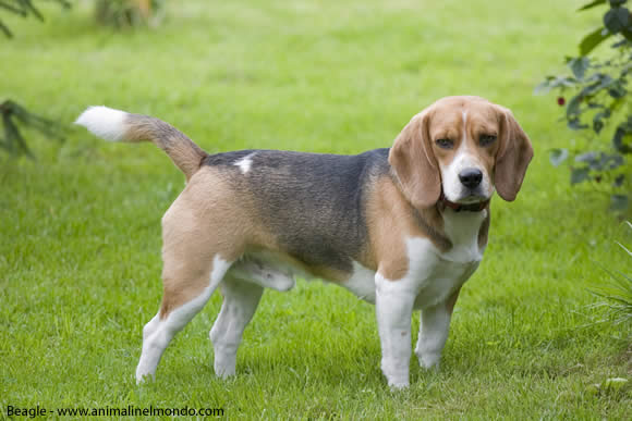 Beagle Beagle