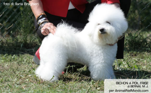 Bichon a poil frise