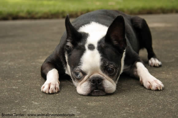 Boston Terrier