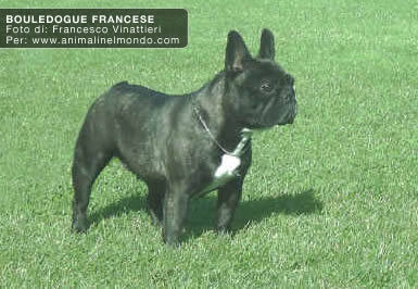 Bouledogue francese