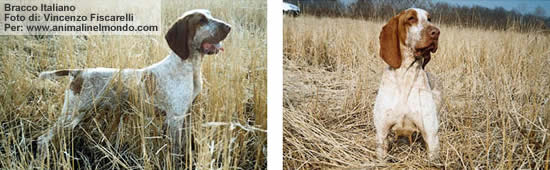 Bracco Italiano