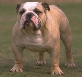 bulldog