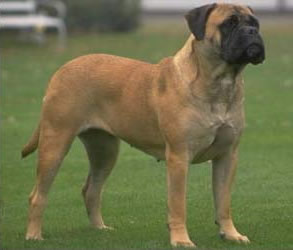 bullmastiff