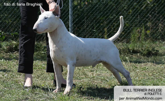 Bull Terrier Inglese Bull Terrier Inglese