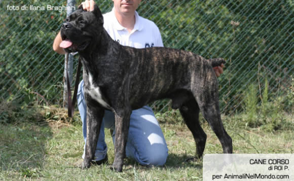 Cane corso