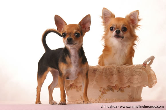 Chihuahua