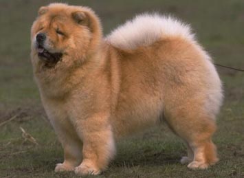 chow chow