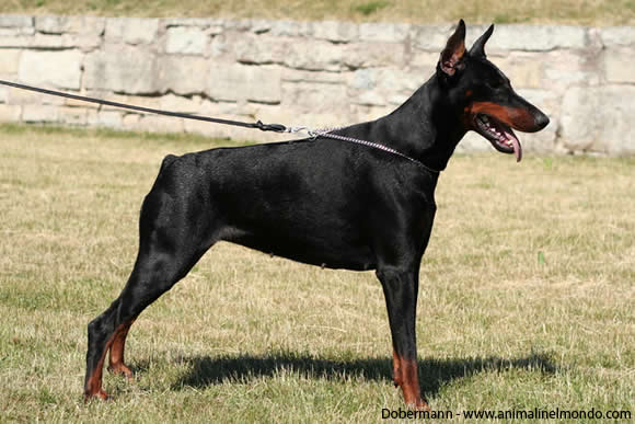 dobermann