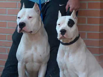 http://www.animalinelmondo.com/images/cane/dogoargentino_01.jpg