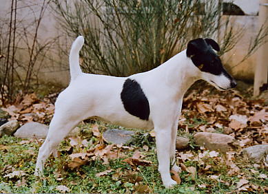 fox terrier pelo liscio