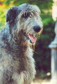 irish wolfhound