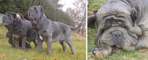 mastino napoletano