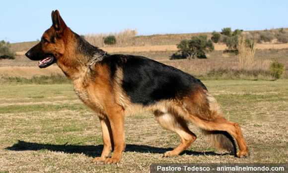 Pastore Tedesco