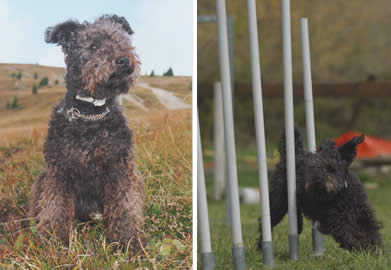 pumi