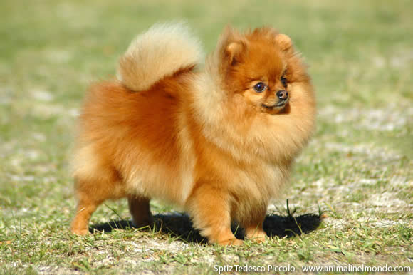 spitz tedesco piccolo