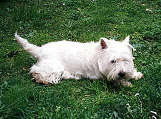 west highland white terrier
