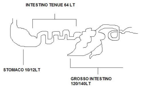 Apparato digerente del cavallo