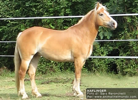 haflinger