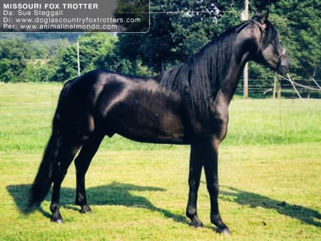 missouri fox trotter