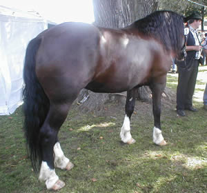 Cavallo Norico