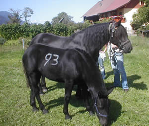 Cavallo Norico