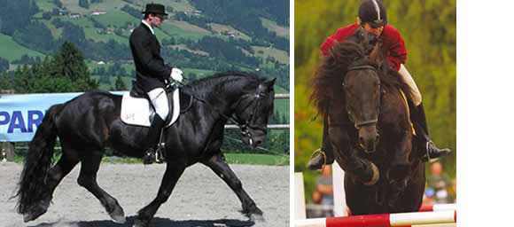 Cavallo Norico