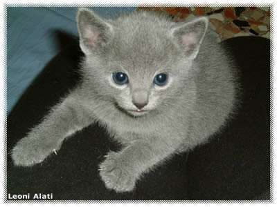 gatto blu di russia