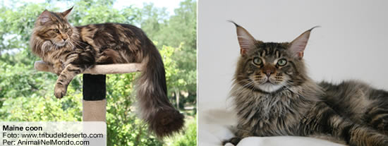 maine coon