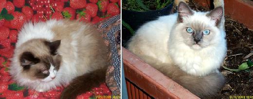ragdoll