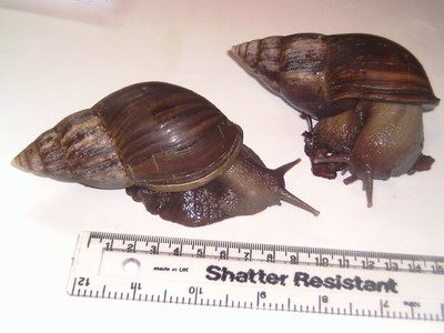 Achatina fulica