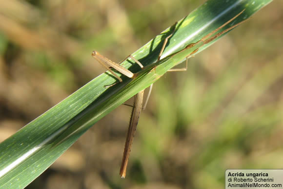 Acrida ungarica
