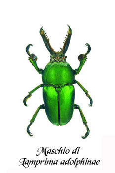 Lamprima adolphinae
