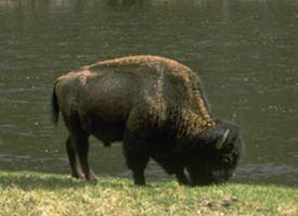 bisonte americano