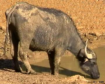 bufalo africano
