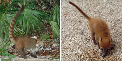 Coati Coati