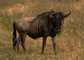 gnu striato