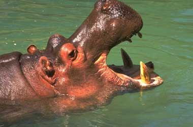 ippopotamo