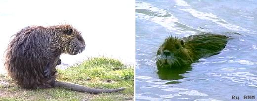 nutria