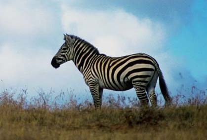 zebra