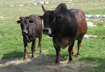 zebu