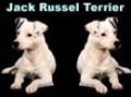 Jack Russell Terrier Allevamento Familiare
