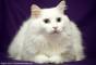 Angora Turco
