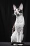 Cornish Rex