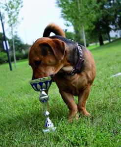 Sfilata canina